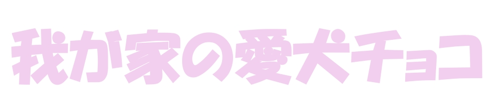 我が家の愛犬チョコ